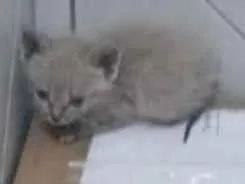 Gato raça Siamês idade Abaixo de 2 meses nome Sem nome