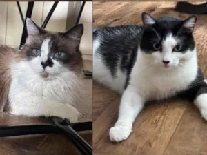 Gato raça SRD-ViraLata idade 6 ou mais anos nome Amora e Duque