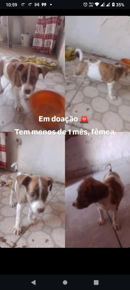 Cachorro raça SRD-ViraLata idade Abaixo de 2 meses nome Jade