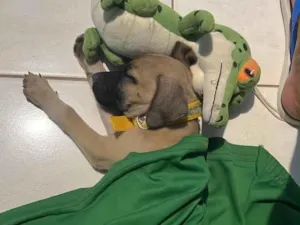 Cachorro raça SRD-ViraLata idade Abaixo de 2 meses nome Kiara