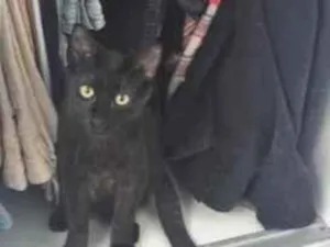 Gato raça SRD-ViraLata idade 7 a 11 meses nome Chapisco