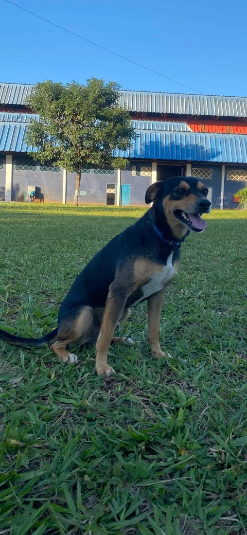 Cachorro raça SRD-ViraLata idade 2 anos nome Sebastiao