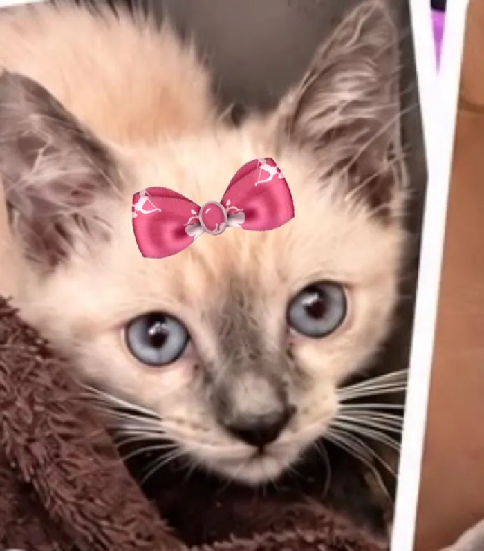 Gato raça Siamês idade 2 a 6 meses nome Nina