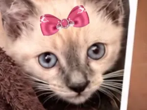 Gato raça Siamês idade 2 a 6 meses nome Nina