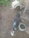 Pimenta