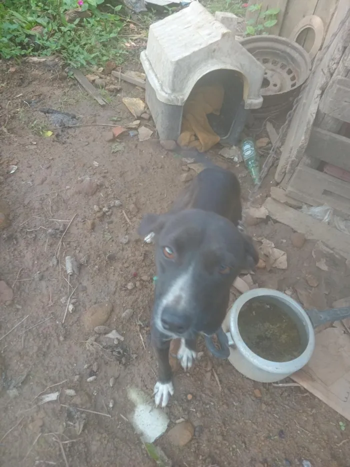 Cachorro raça SRD-ViraLata idade 7 a 11 meses nome Pimenta