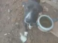 Pimenta