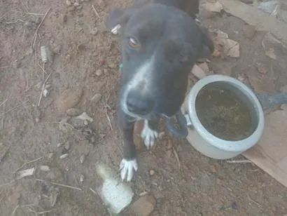 Cachorro raça SRD-ViraLata idade 7 a 11 meses nome Pimenta
