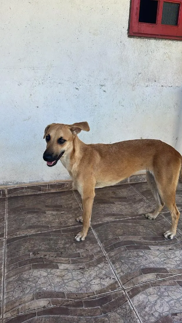 Cachorro raça SRD-ViraLata idade 2 anos nome big 