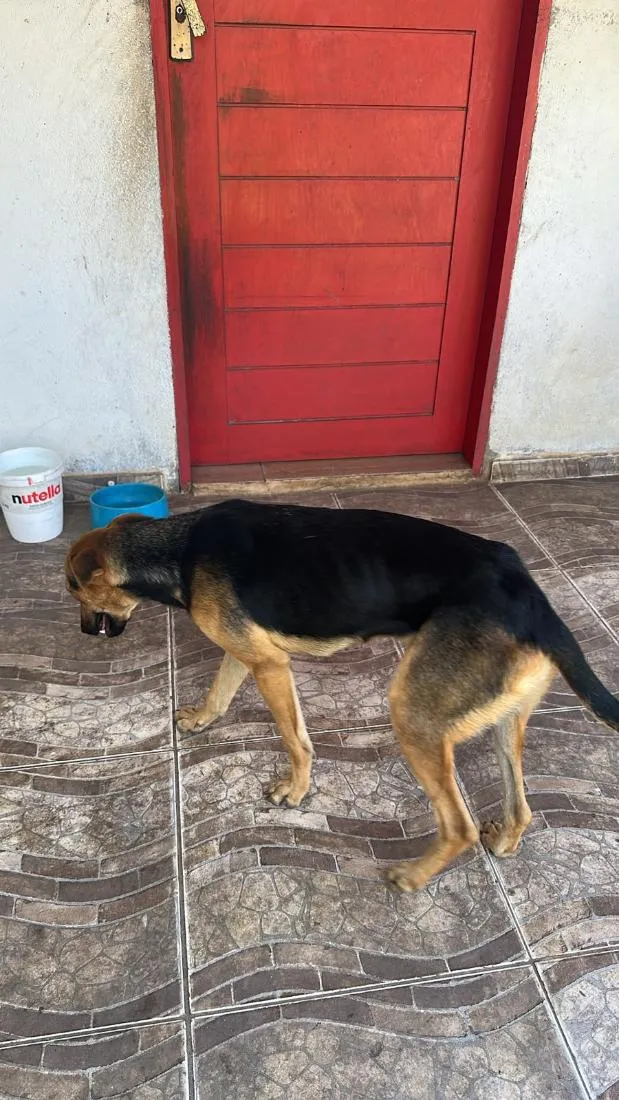Cachorro raça SRD-ViraLata idade 2 anos nome big 