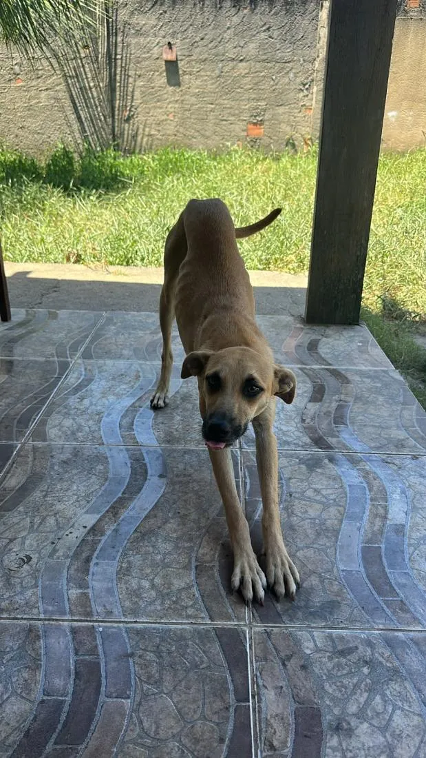 Cachorro raça SRD-ViraLata idade 2 anos nome big 