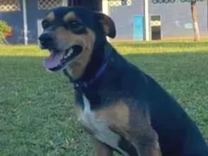 Cachorro raça SRD-ViraLata idade 2 anos nome Sebastiao