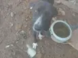 Pimenta