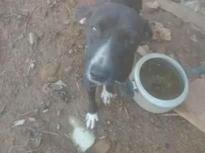 Cachorro raça SRD-ViraLata idade 7 a 11 meses nome Pimenta