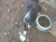 Pimenta