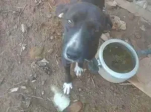 Cachorro raça SRD-ViraLata idade 7 a 11 meses nome Pimenta