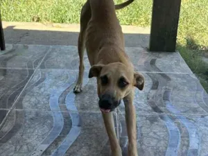 Cachorro raça SRD-ViraLata idade 2 anos nome big 