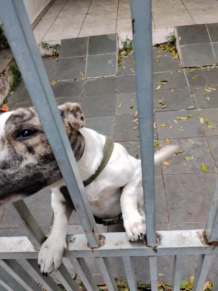 Cachorro raça SRD-ViraLata idade 1 ano nome Odin