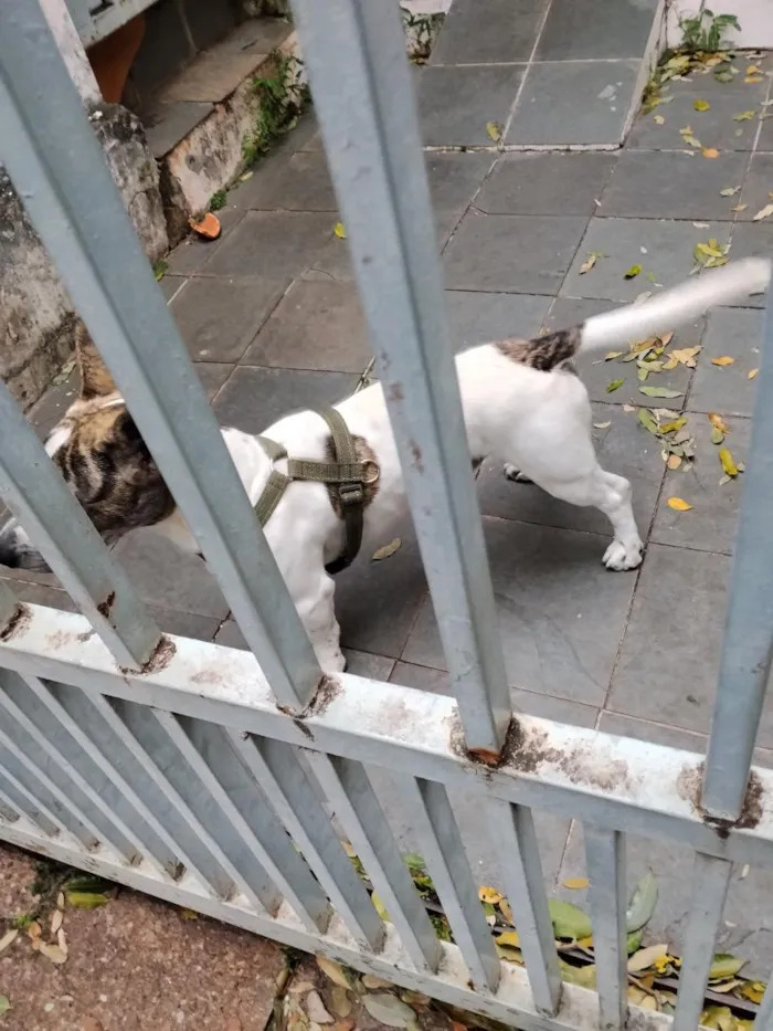 Cachorro raça SRD-ViraLata idade 1 ano nome Odin