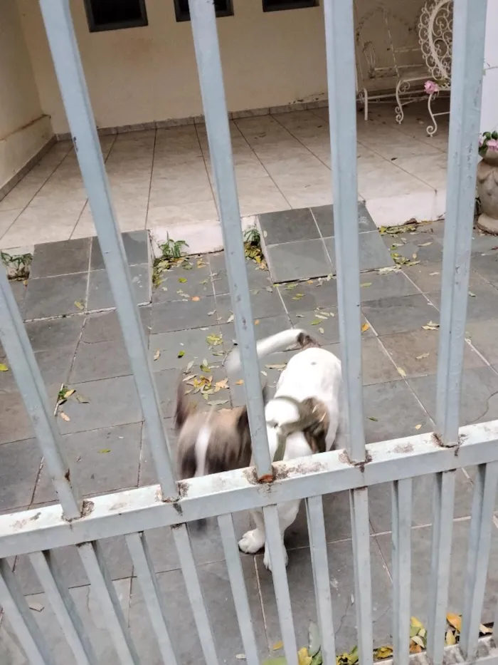 Cachorro raça SRD-ViraLata idade 1 ano nome Odin