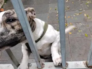 Cachorro raça SRD-ViraLata idade 1 ano nome Odin