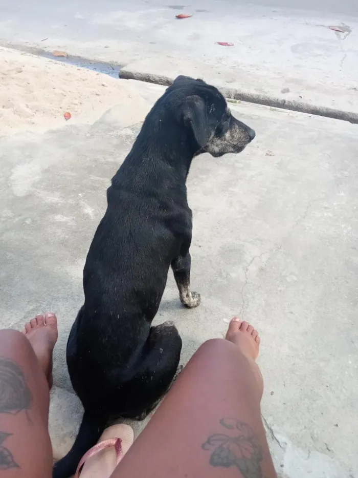Cachorro raça SRD-ViraLata idade 1 ano nome Scooby