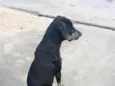 Scooby