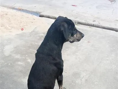Cachorro raça SRD-ViraLata idade 1 ano nome Scooby