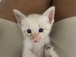 Gato raça SRD-ViraLata idade Abaixo de 2 meses nome Não tem nome 