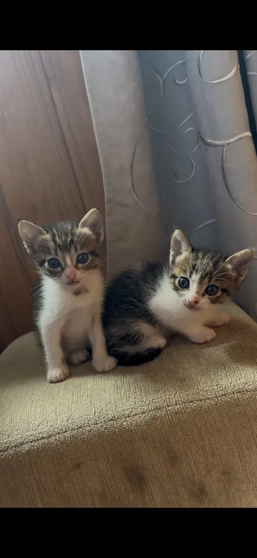 Gato raça SRD-ViraLata idade Abaixo de 2 meses nome Irmãos 