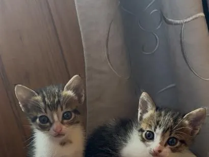 Gato raça SRD-ViraLata idade Abaixo de 2 meses nome Irmãos 