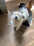 Bolinha 