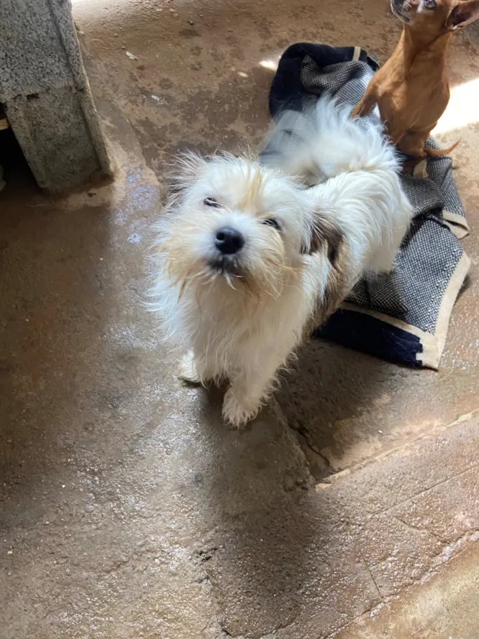 Cachorro raça Shitzu idade 1 ano nome Bolinha 