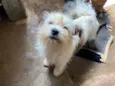 Bolinha 