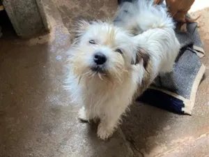 Cachorro raça Shitzu idade 1 ano nome Bolinha 