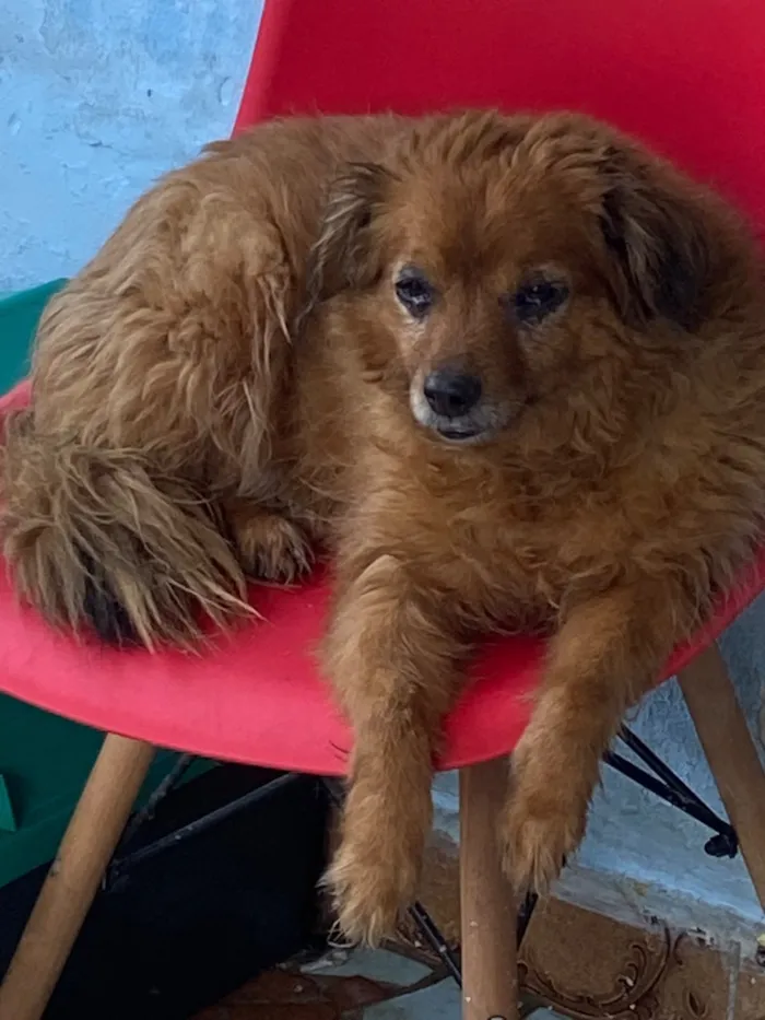 Cachorro raça SRD-ViraLata idade 6 ou mais anos nome Falar com Cinthia - Whats 11 96244-1126
