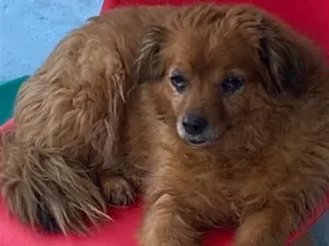Cachorro raça SRD-ViraLata idade 6 ou mais anos nome Falar com Cinthia - Whats 11 96244-1126