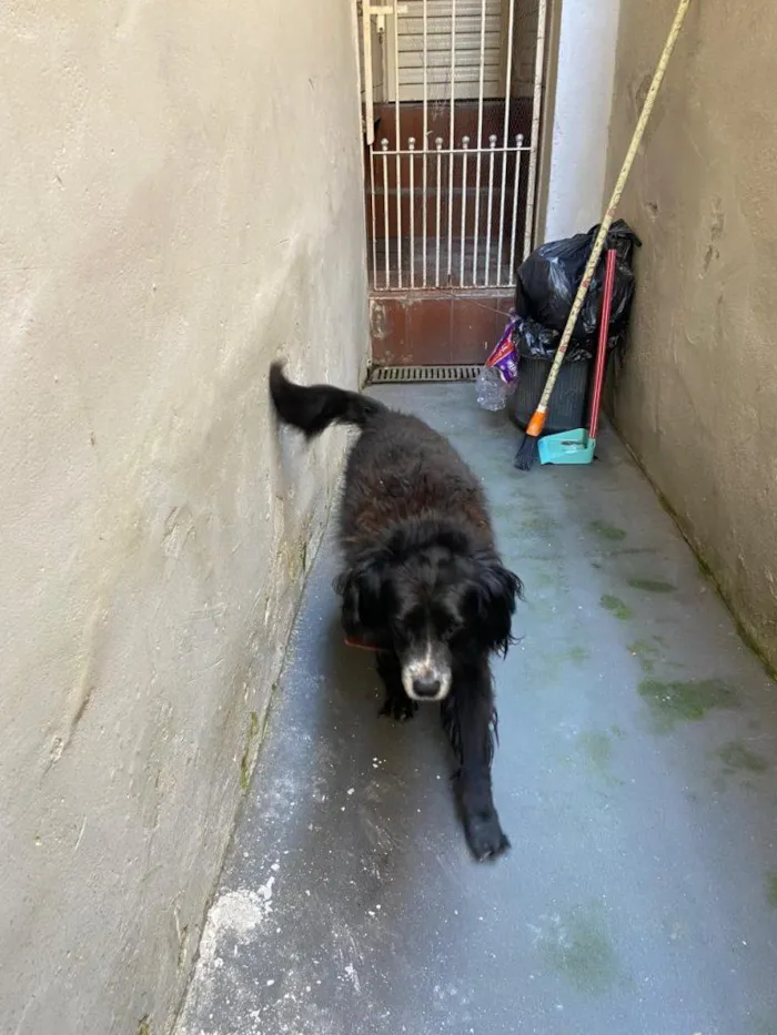 Cachorro raça SRD-ViraLata idade 2 anos nome Falar com Cinthia - Whats 11 96244-1126