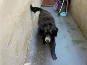 Cachorro raça SRD-ViraLata idade 2 anos nome Falar com Cinthia - Whats 11 96244-1126
