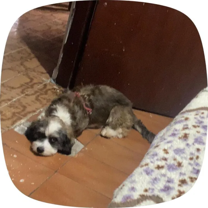 Cachorro raça SRD-ViraLata idade 2 a 6 meses nome Falar com Cinthia - Whats 11 96244-1126