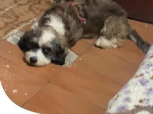 Cachorro raça SRD-ViraLata idade 2 a 6 meses nome Falar com Cinthia - Whats 11 96244-1126