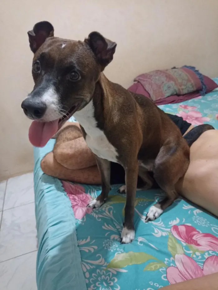 Cachorro raça SRD-ViraLata idade 6 ou mais anos nome Bacon