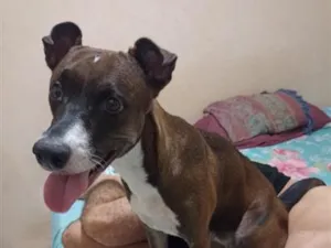 Cachorro raça SRD-ViraLata idade 6 ou mais anos nome Bacon