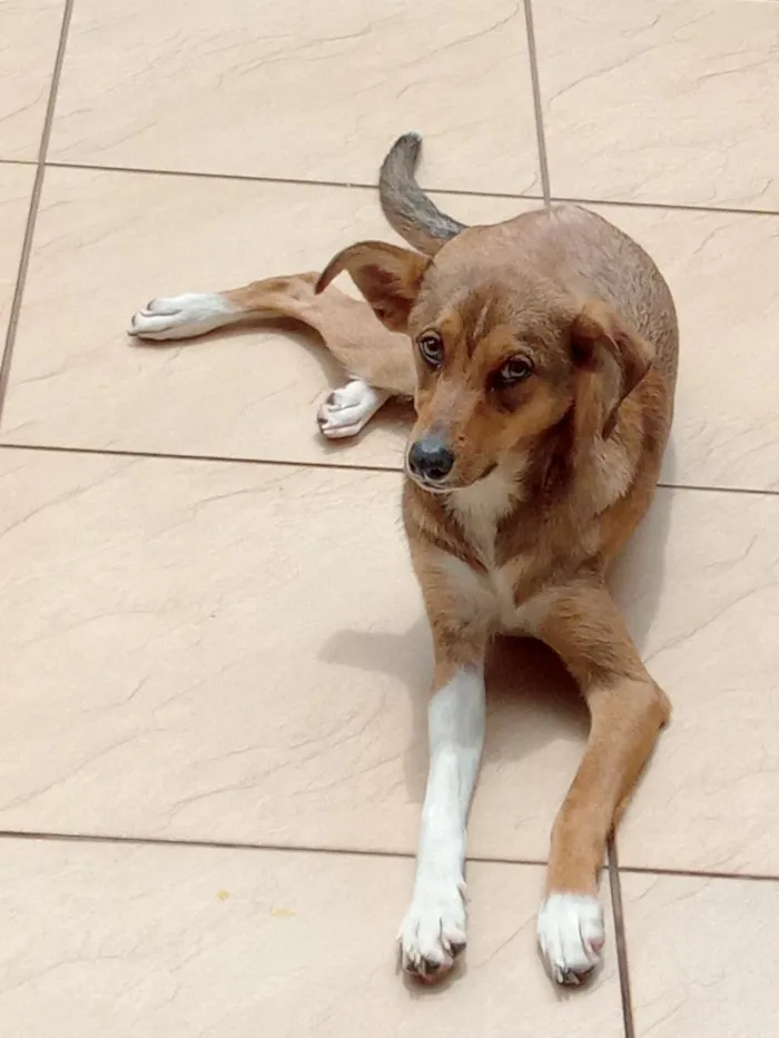 Cachorro raça SRD-ViraLata idade 2 a 6 meses nome Pitoco