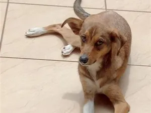 Cachorro raça SRD-ViraLata idade 2 a 6 meses nome Pitoco