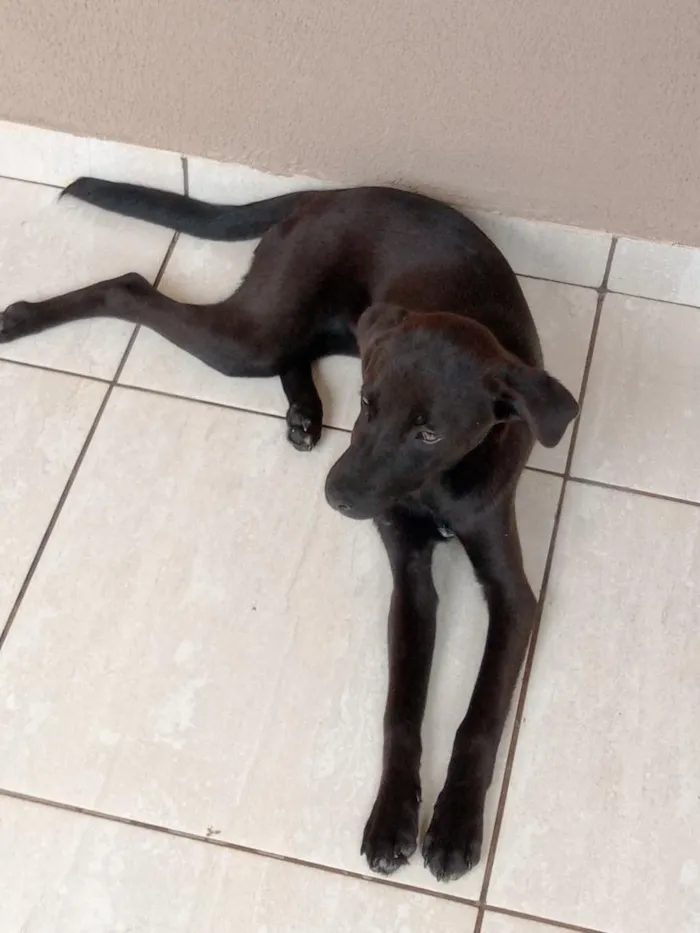 Cachorro raça SRD-ViraLata idade 2 a 6 meses nome Thor