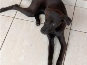 Cachorro raça SRD-ViraLata idade 2 a 6 meses nome Thor