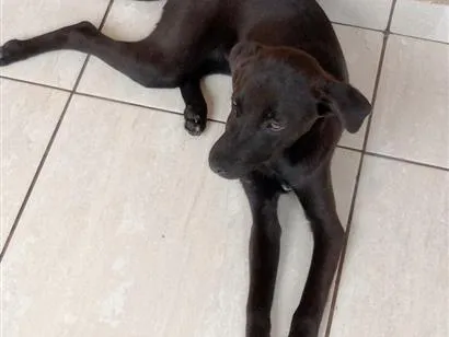 Cachorro raça SRD-ViraLata idade 2 a 6 meses nome Thor