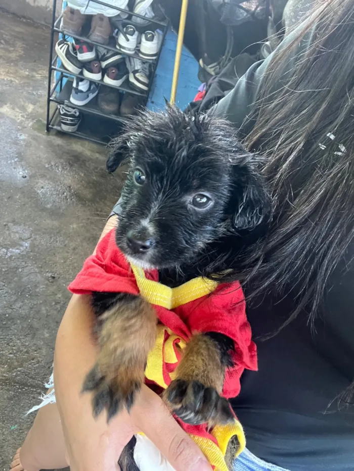 Cachorro raça SRD-ViraLata idade 2 a 6 meses nome damon