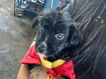 Cachorro raça SRD-ViraLata idade 2 a 6 meses nome damon